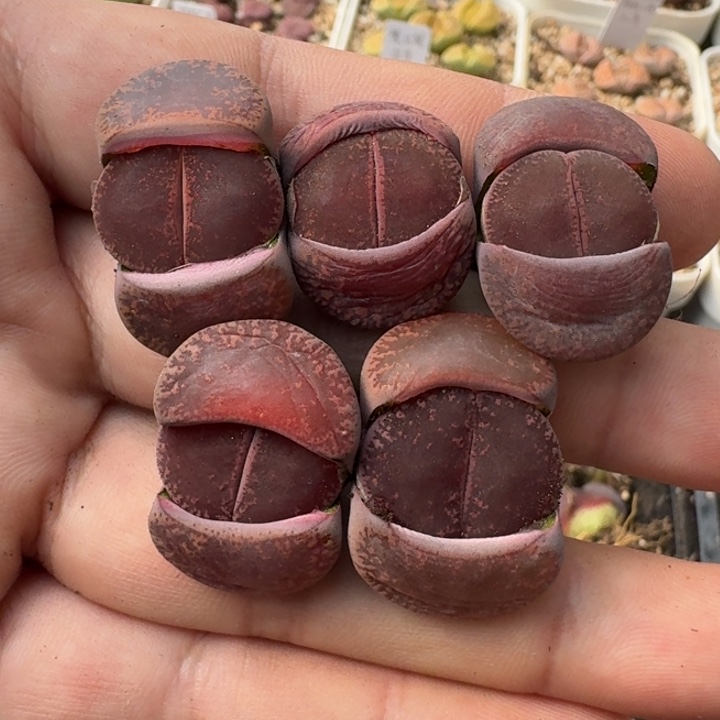 G513大窗酒红紫勋优选三年