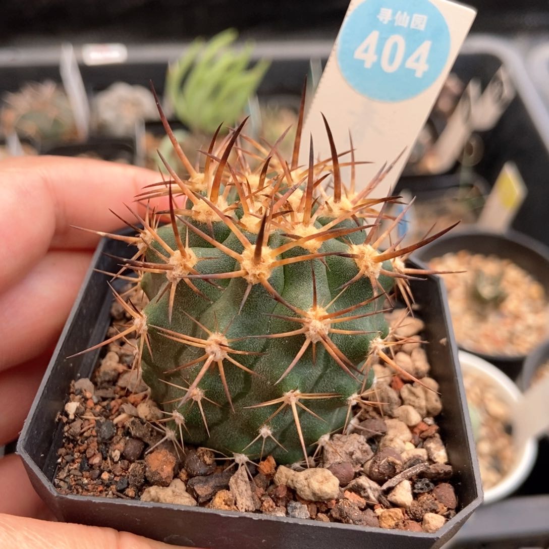 实生黑曜4.4cm一棵仙人球