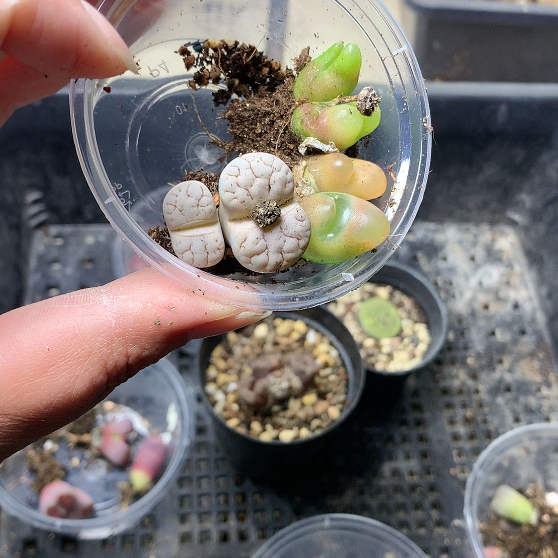 新**选K14多肉植物保护研究所