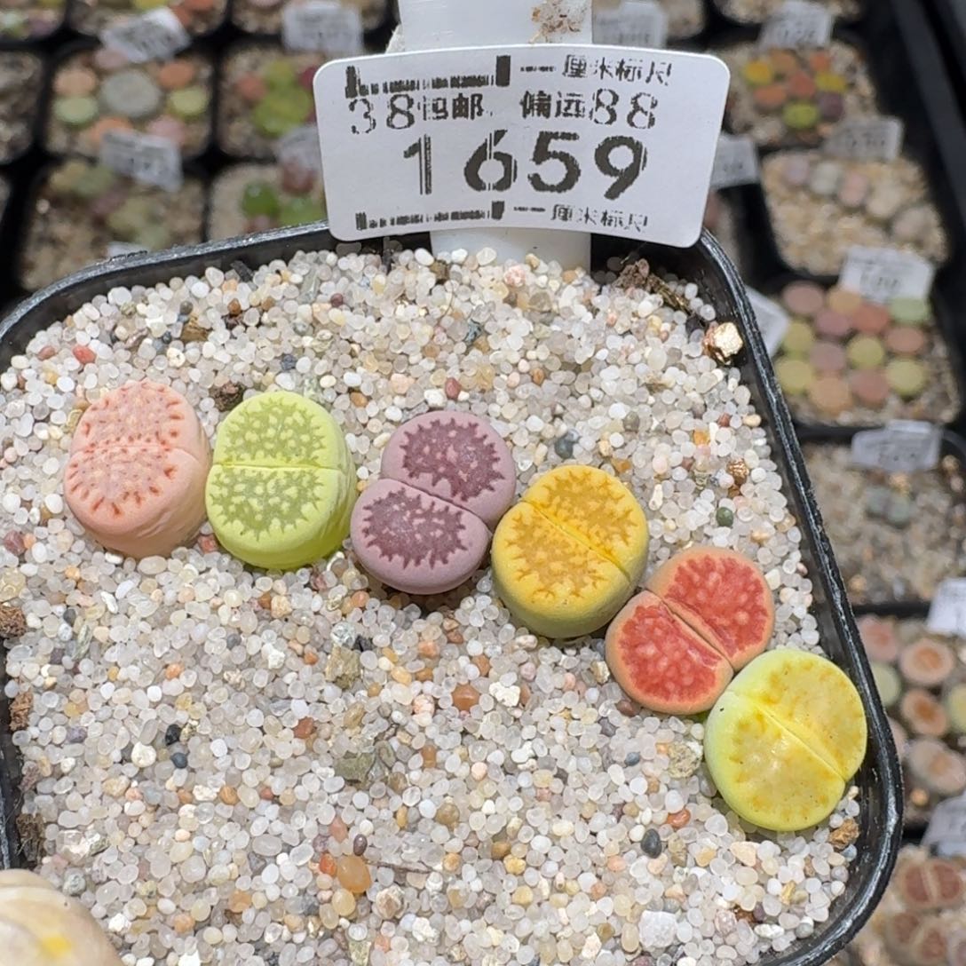 zzz美货福利啦1659