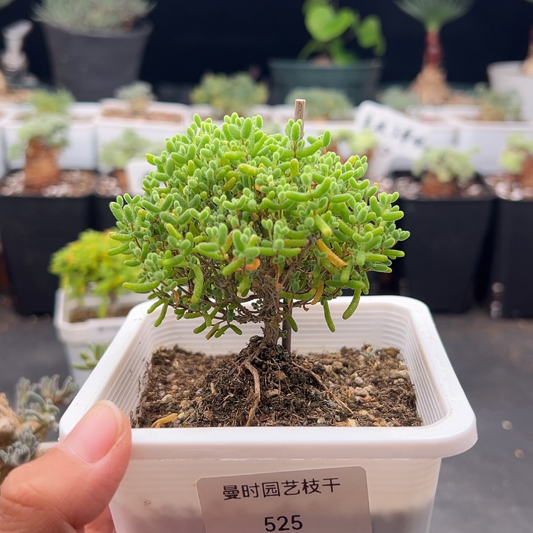 525号密橘糖球11.15多肉