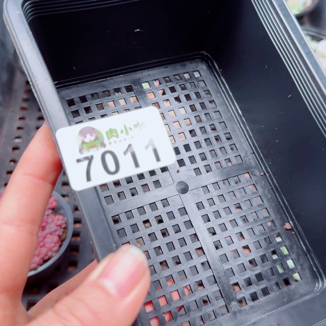 小***儿多肉植物多肉植物