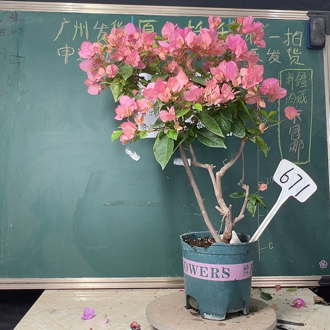 完全开放  65cm 橙粉公主 原生小树头671