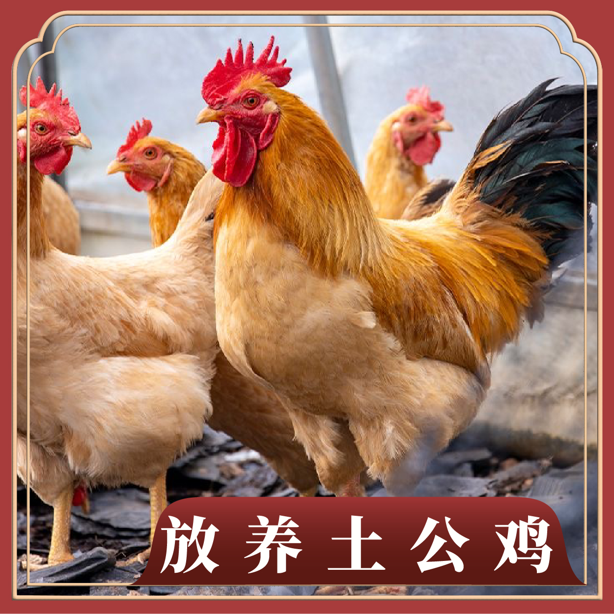 【4只大公鸡】农家散养黄脚土鸡大公鸡共9.5-10斤 冷链发货包邮到家