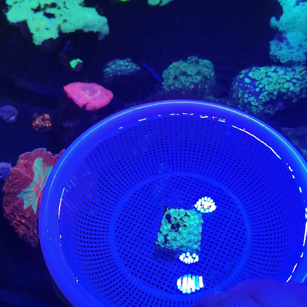 草皮珊瑚双色圆帽一盘