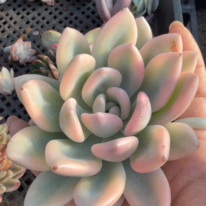 彩锦奥普锦腹轮锦多肉锦