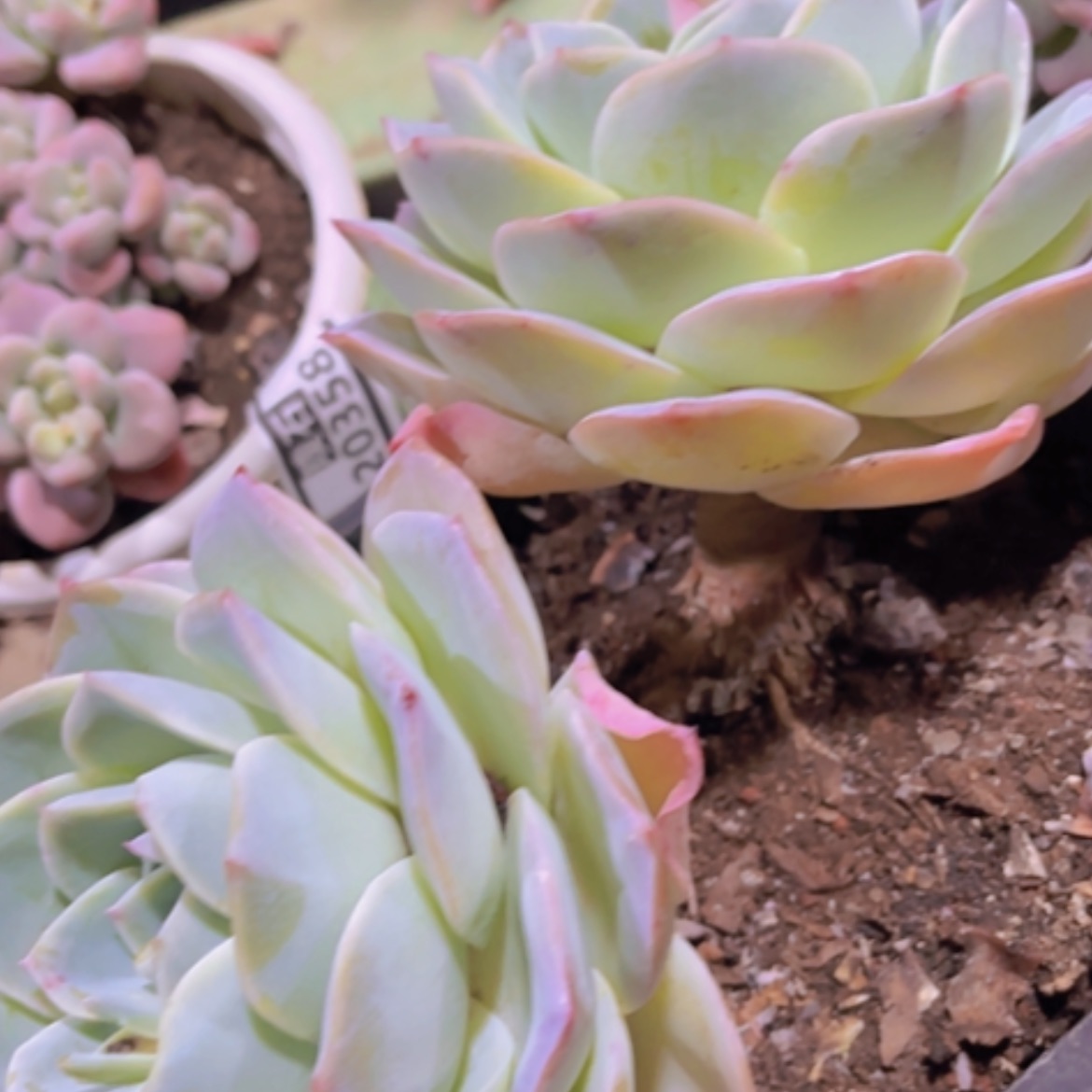 【闪购商品】红玉20360