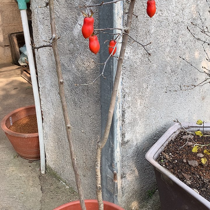 无花朵直播间所见即所得的