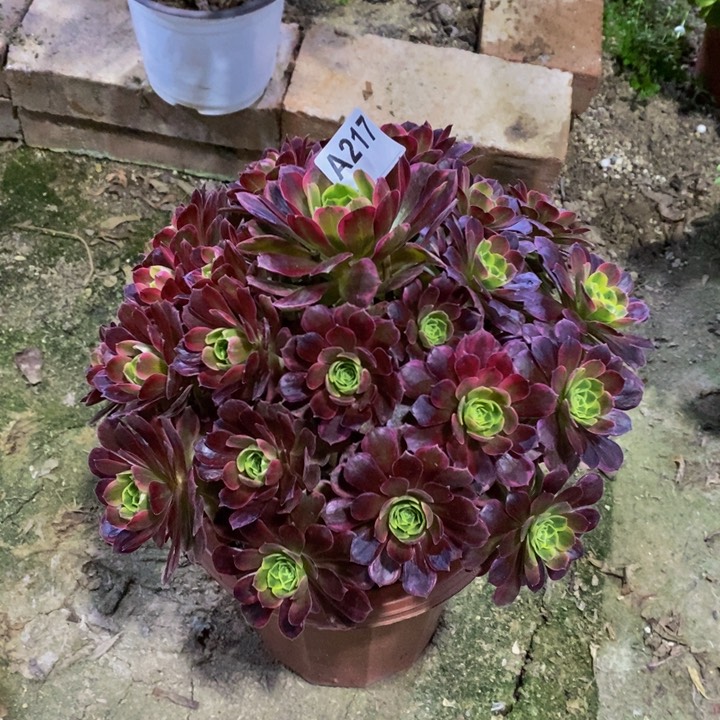 安娜多肉植物217