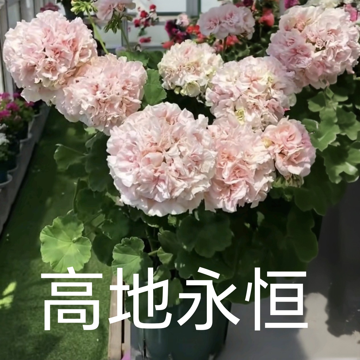 【高地永恒】直立重瓣天竺葵低于零下拍保温不拍不冻伤负责