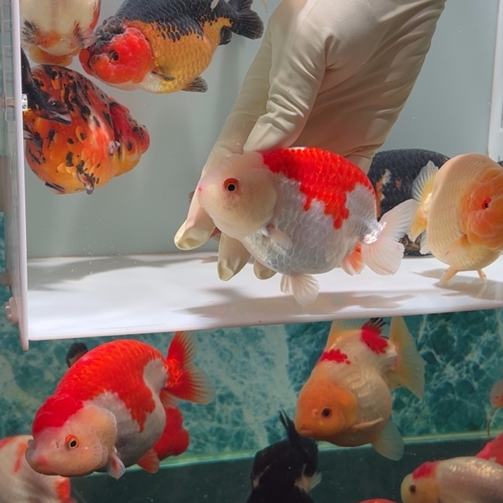 海水鱼红白蓝寿aaaa