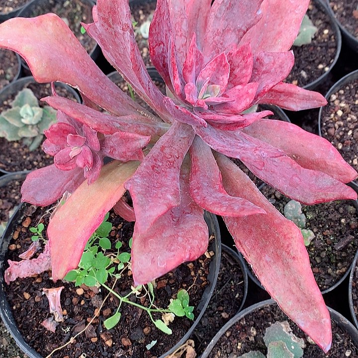 多肉植物钻石锦一物一拍
