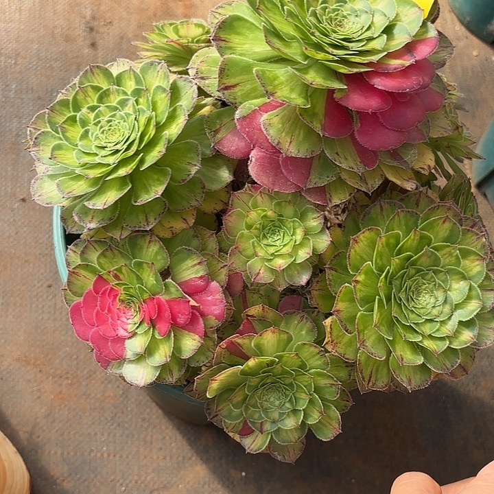 哈哈多肉葡萄福利154