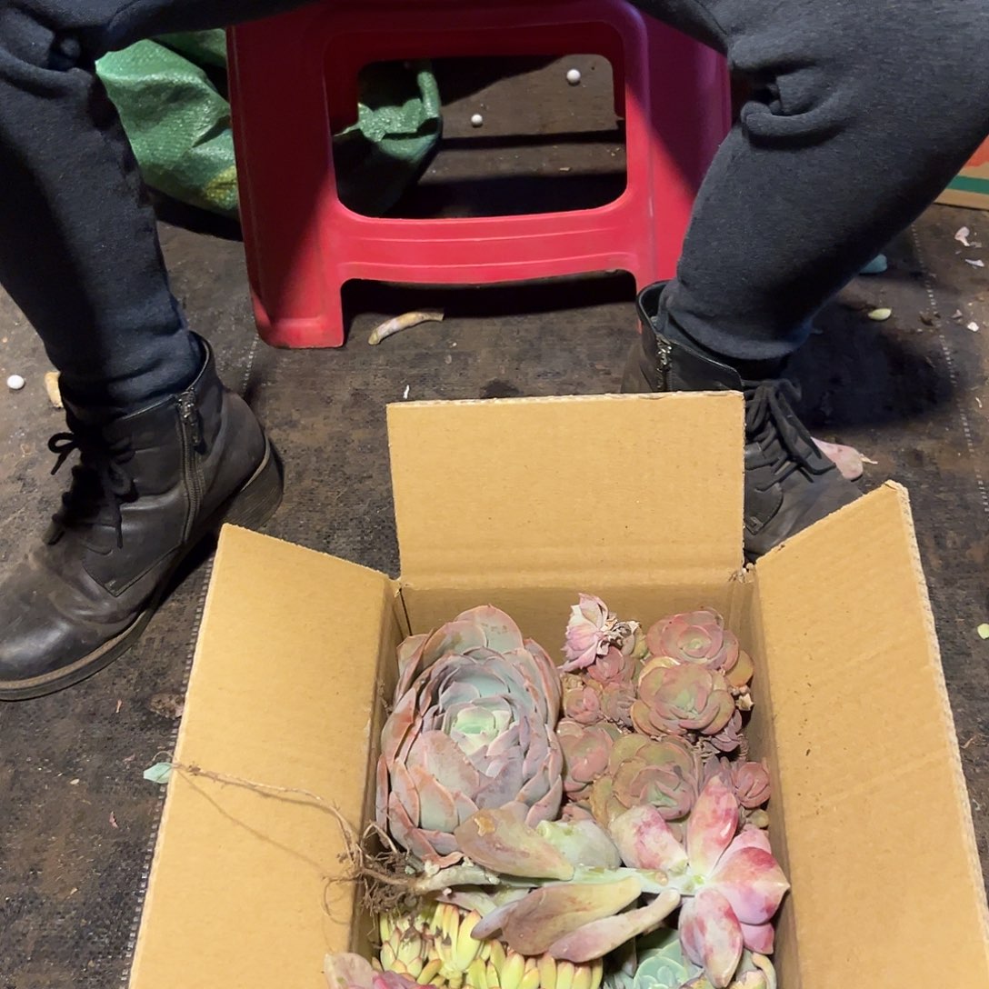 枝枝头头不售后。          