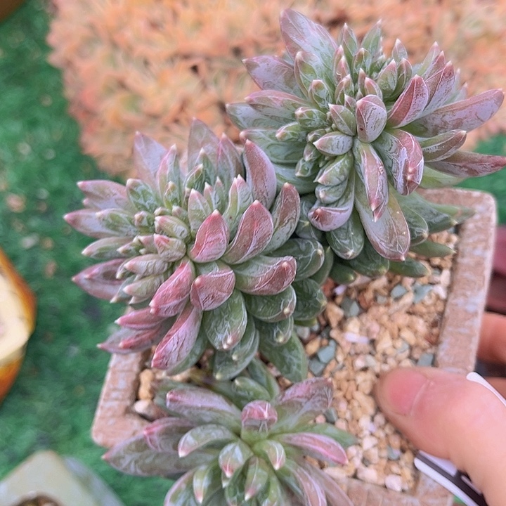 炫彩星缀1827多肉植物