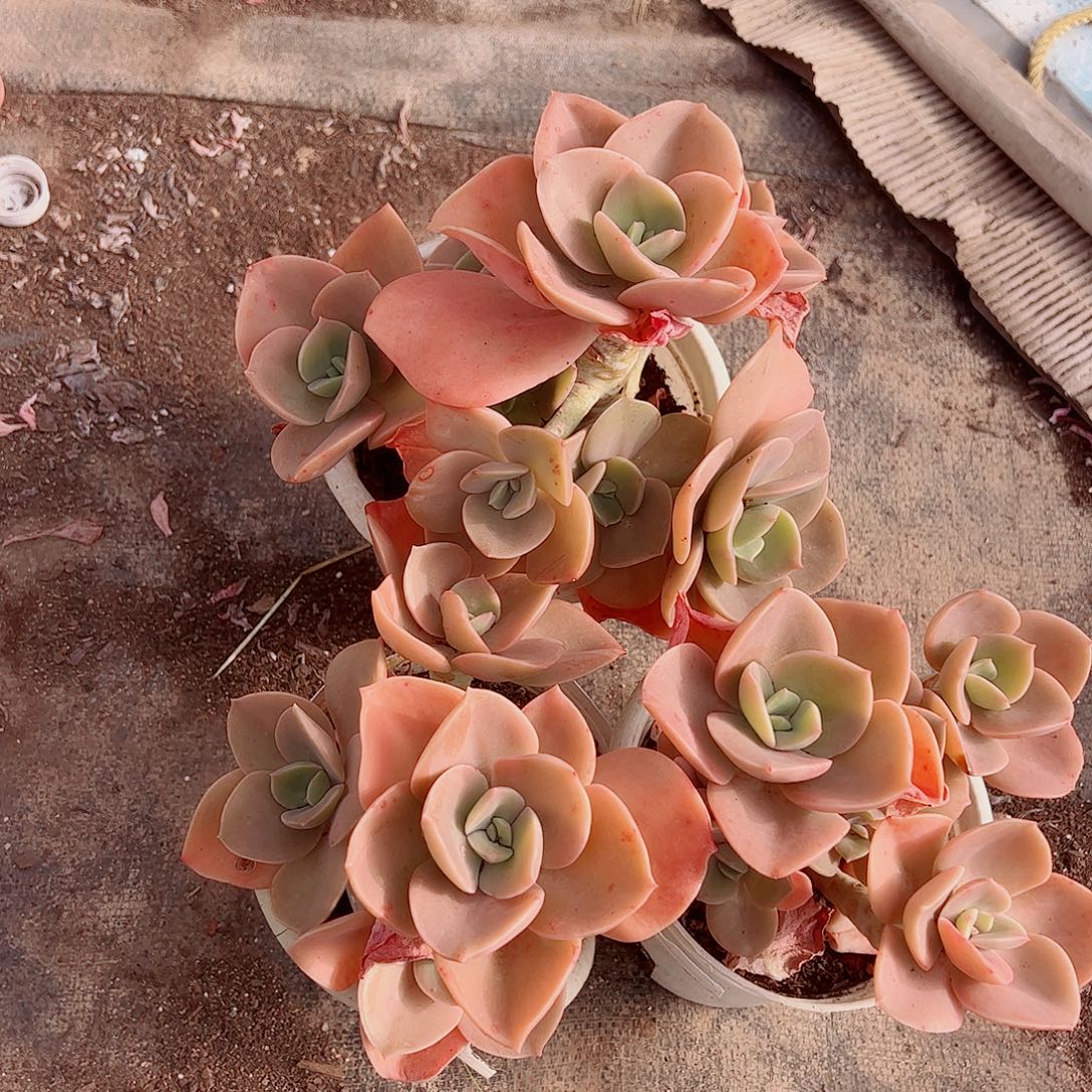 贺氏多头群生老桩