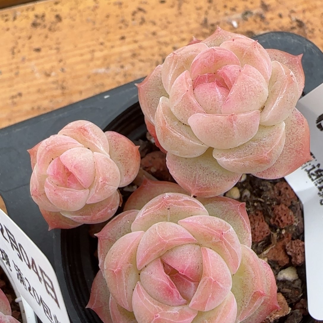 花语逸镜0204-678