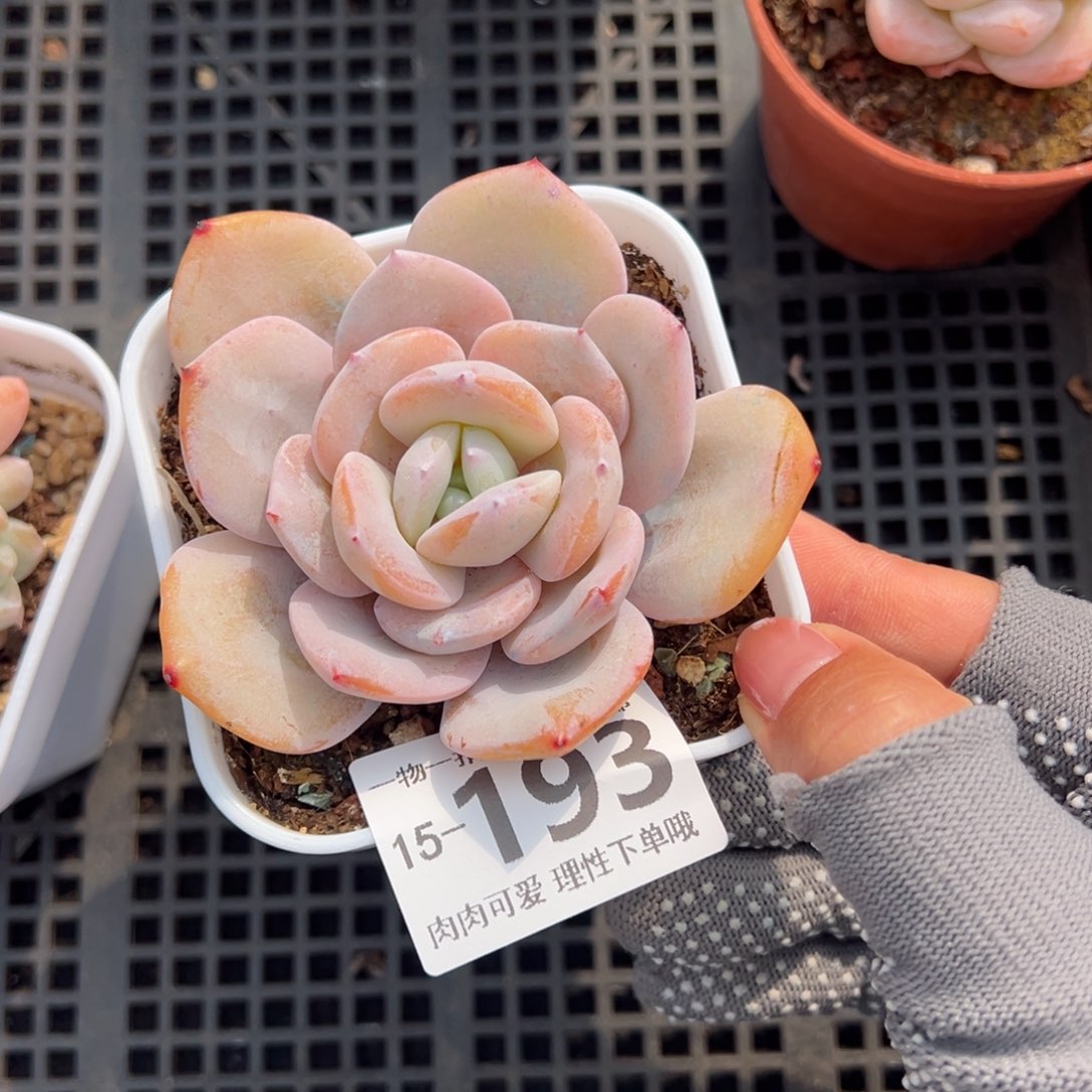 奶茶，多多肉多肉多肉多肉