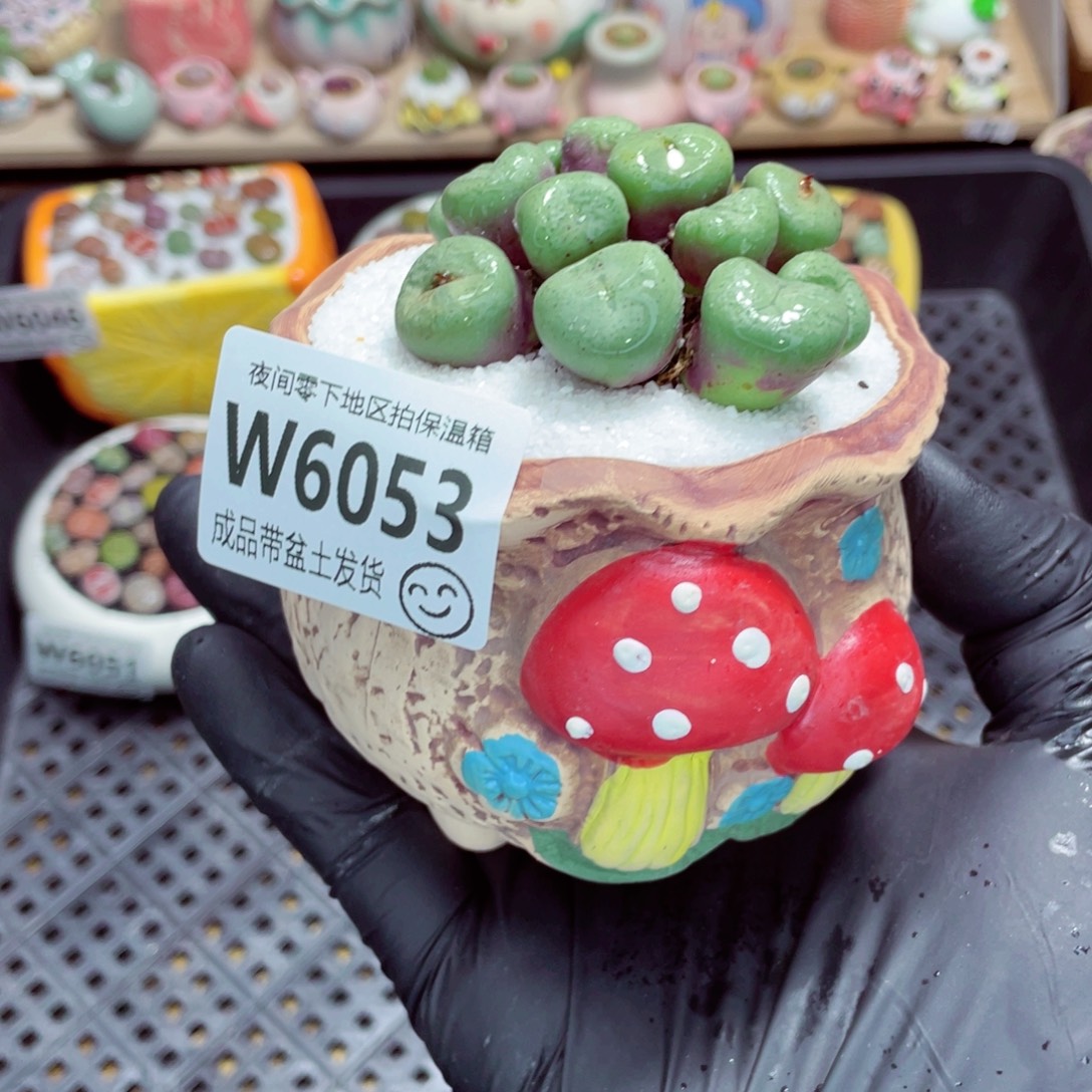 夜间零下地区拍保温箱w6053