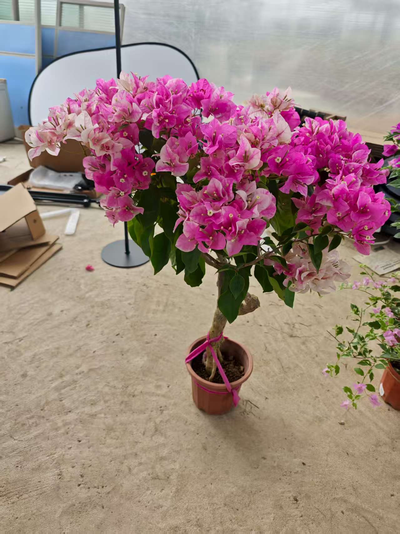 漳红樱三角梅带花盆栽绿樱爬藤重瓣老桩四季开花庭院植物勤花阳台