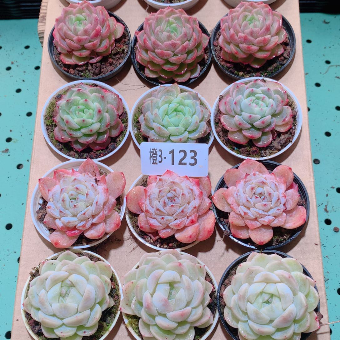 3-123一物一拍多肉带盆18颗