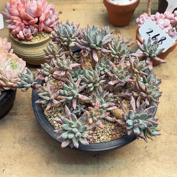 多肉植物，炫彩星268号