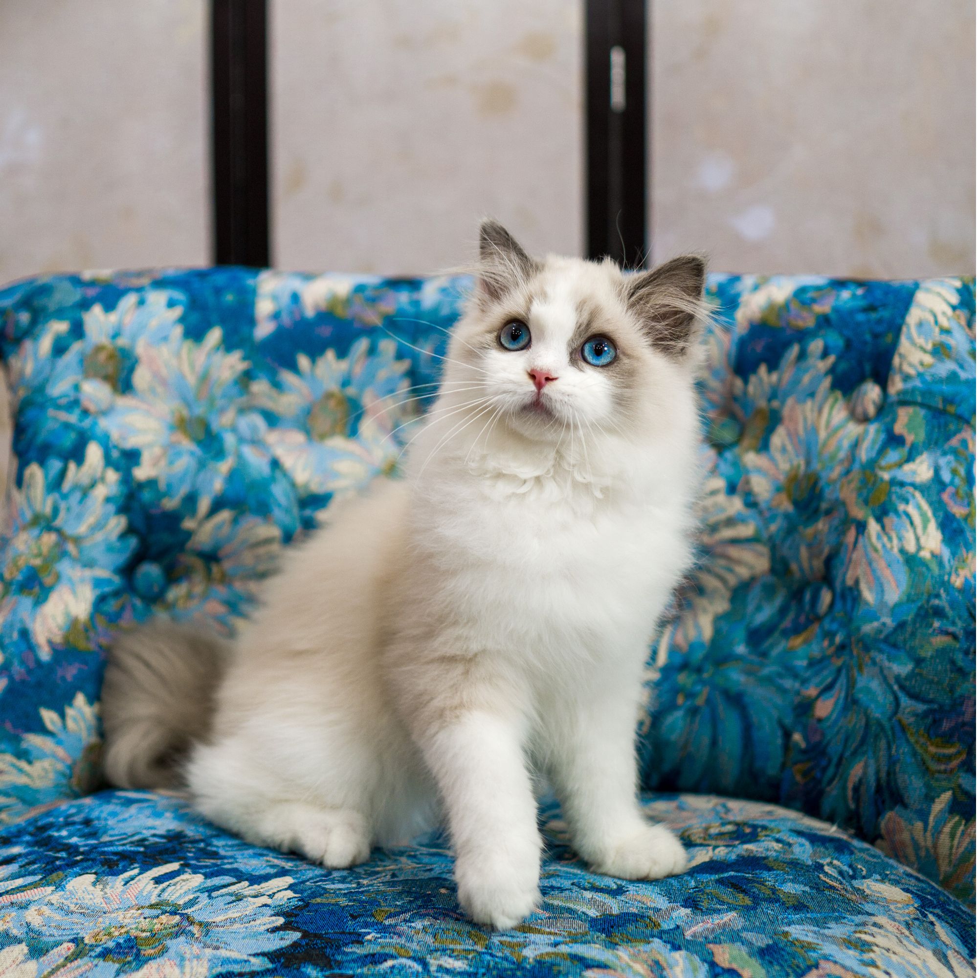 拉菲·极甜蓝双布偶猫弟弟