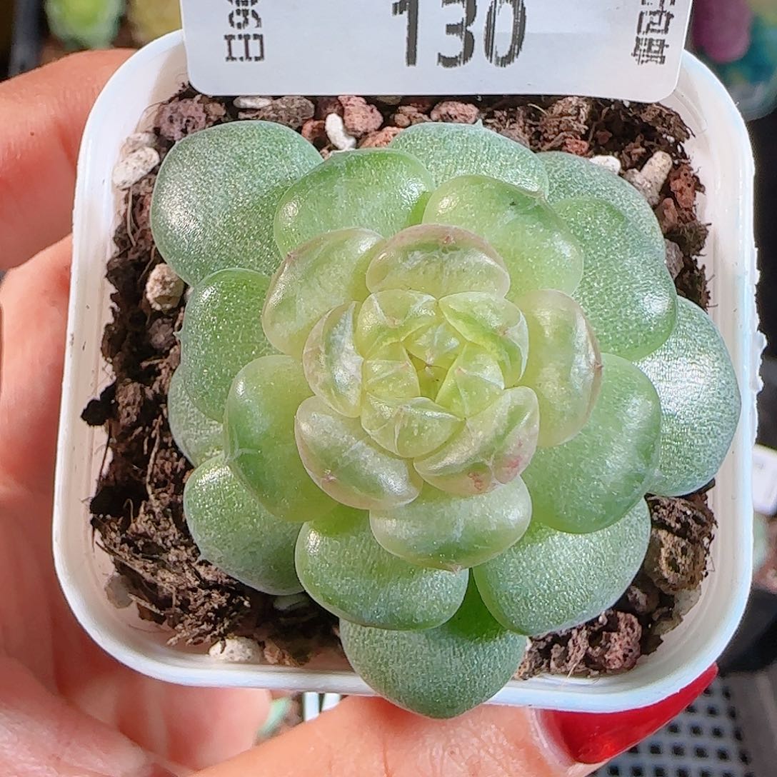 1106-130流萤一物一拍