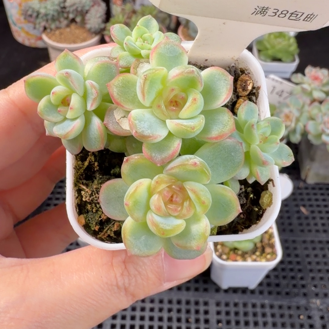 西米露五头群161号