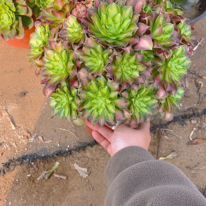 745韶华法师多肉断枝不售后