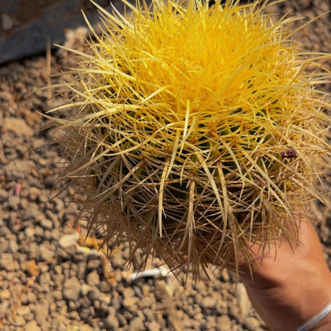 精品（常年老精品怒虎）特价