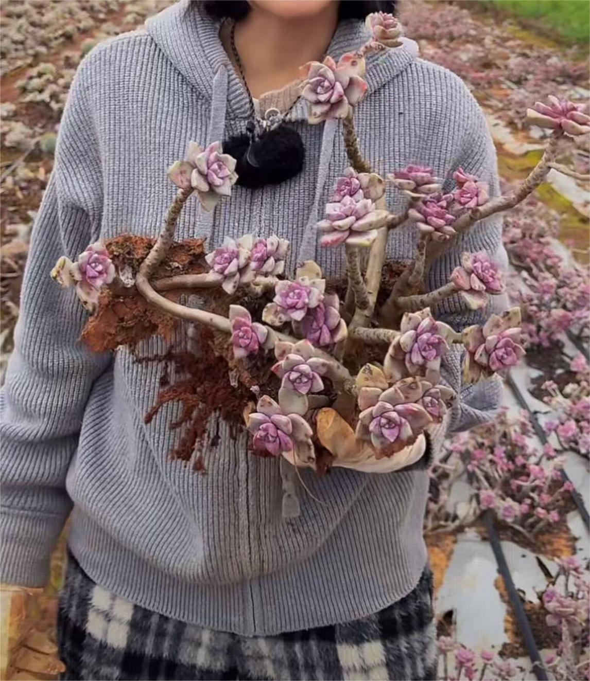 云漫多肉   LL地栽紫乐  多肉植物