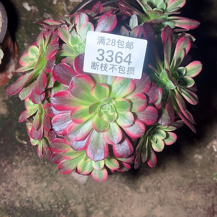 用***63364红玫瑰安娜多肉植物