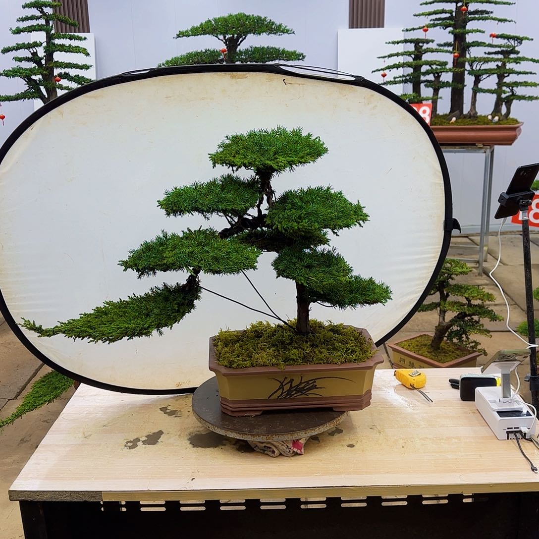 盆景直播间1️⃣物1️⃣拍