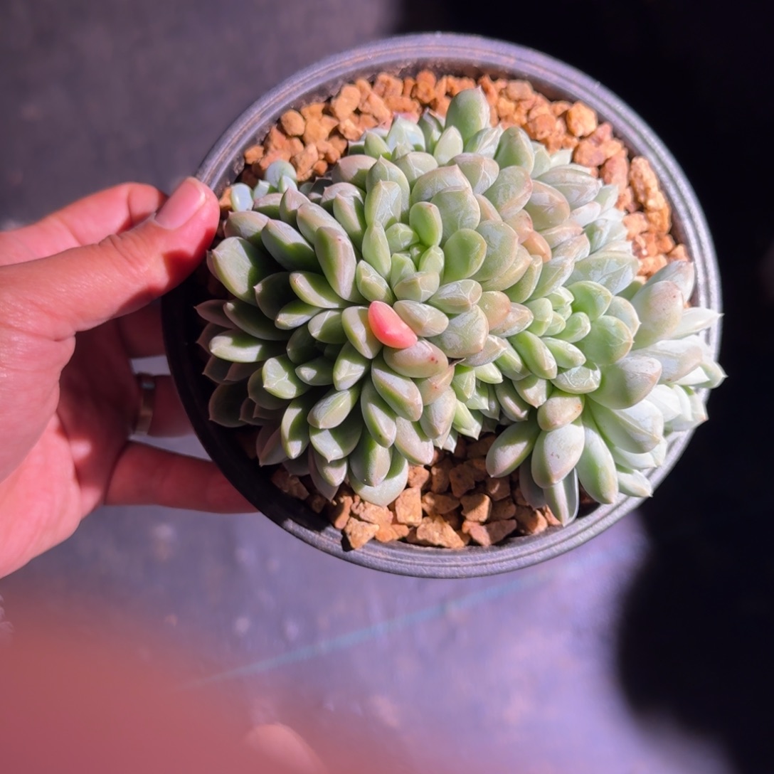 百达翡翠 群生 一物一拍