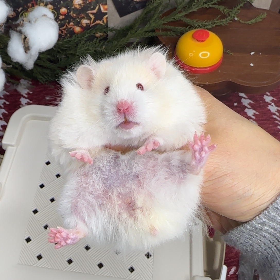 蜜波妹妹10.25生日