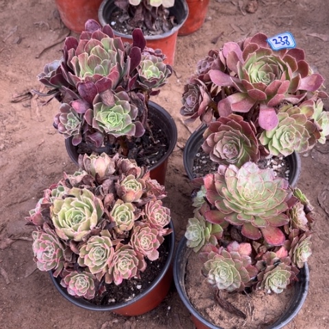 238多肉植物组合，