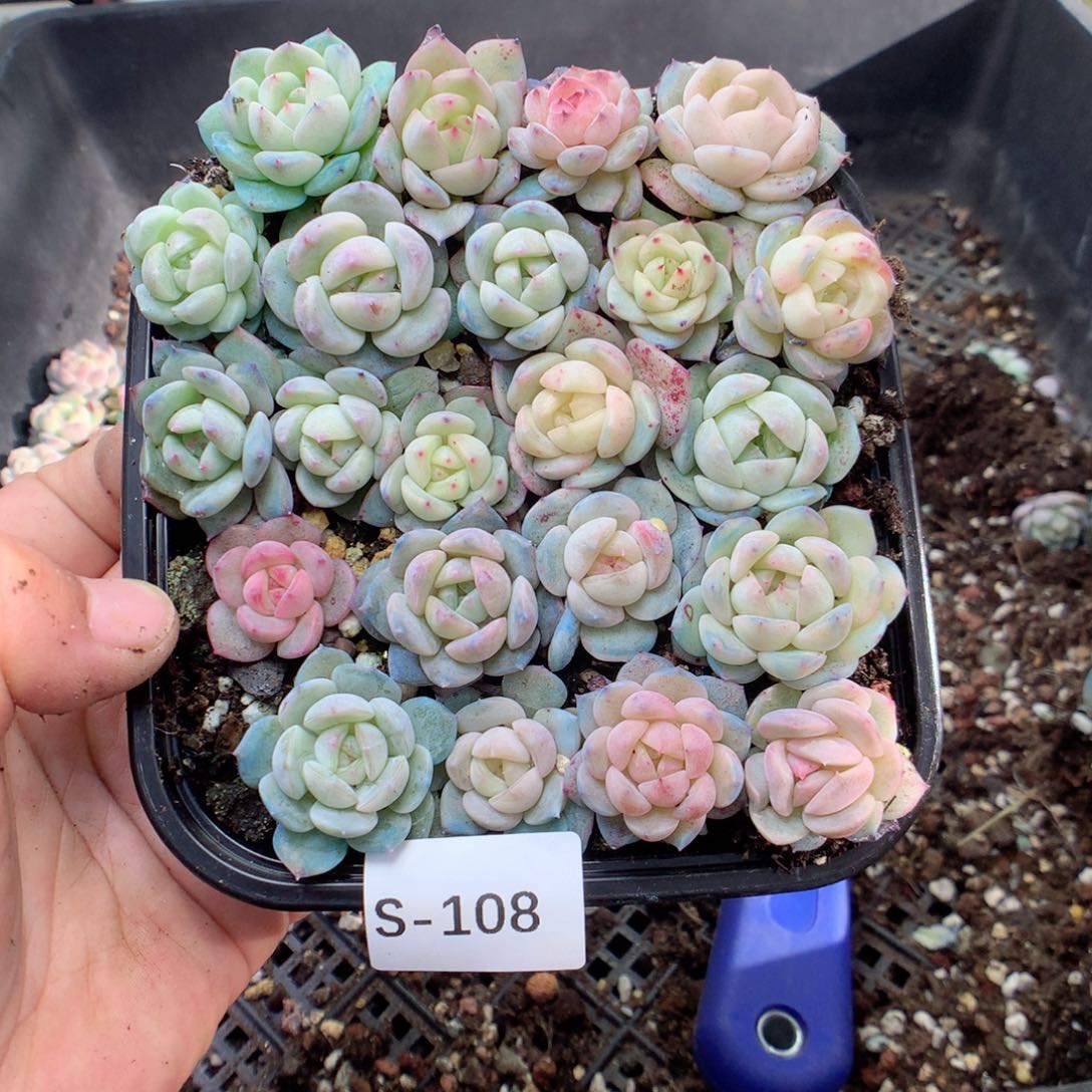 无花朵S108英语英语