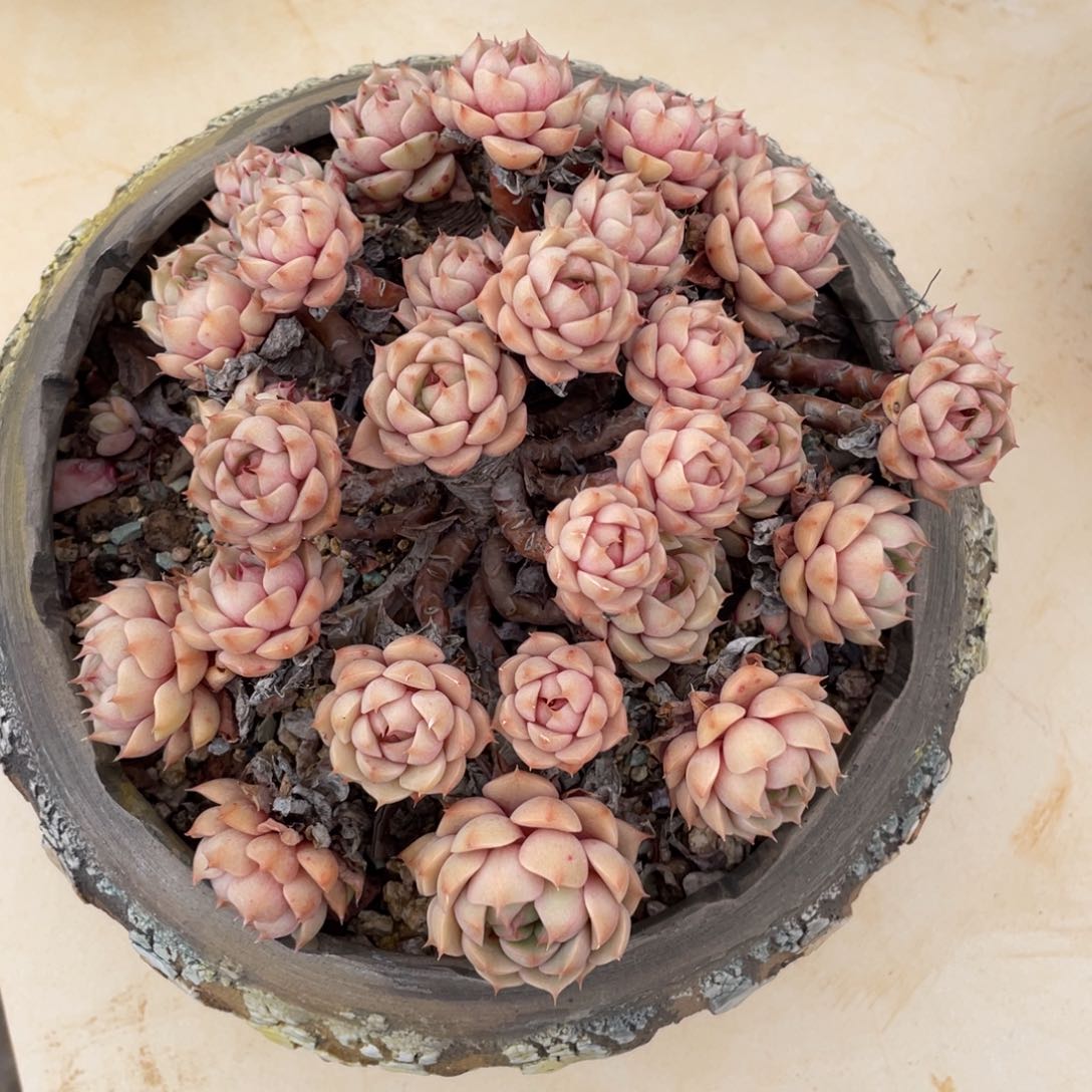 笨巴蒂斯群生无砍多肉
