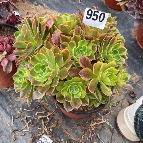 青檬多肉植物法师不包损