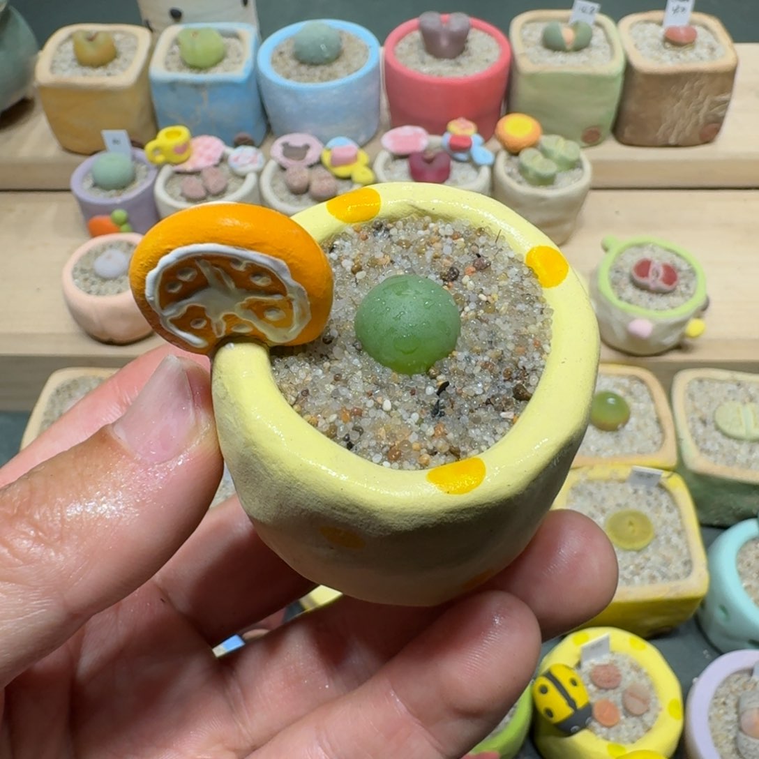 红陶蘑菇1198鸽子蛋