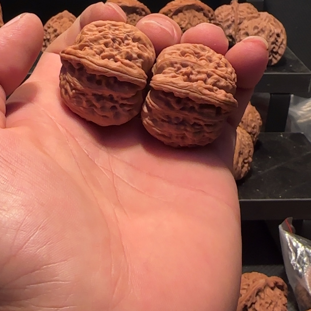 桃核把件白皮子头核桃37