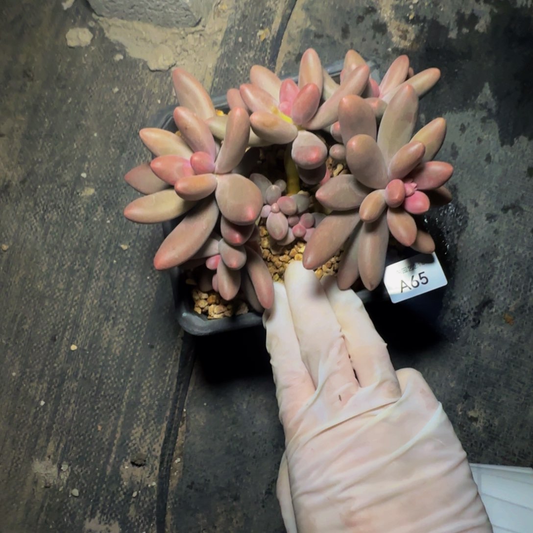 a a a a a a a a 65