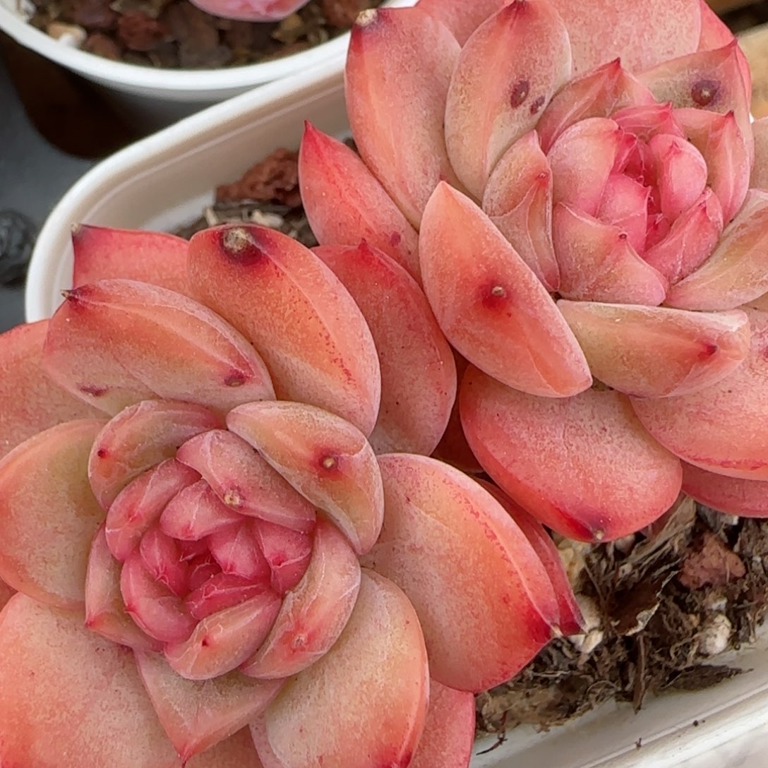 花语逸镜0207-334