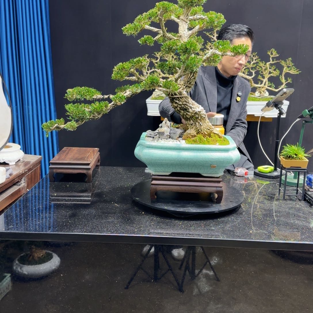 黄杨室内室外盆景艺术