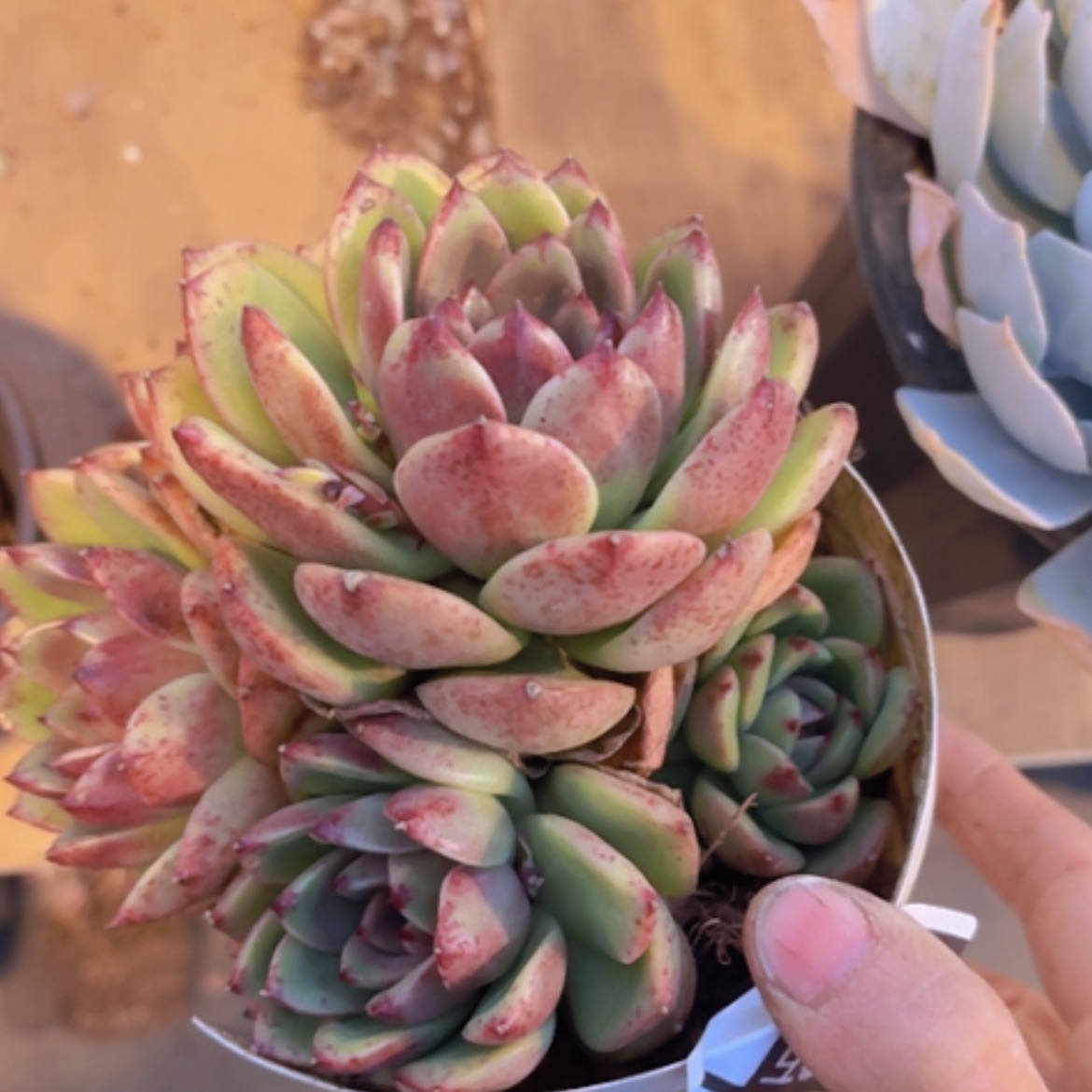 【闪购商品】蓝莓03314