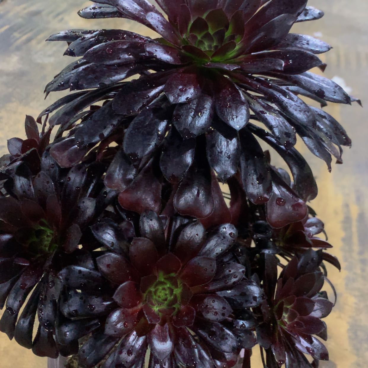 【闪购商品】793魔法多肉