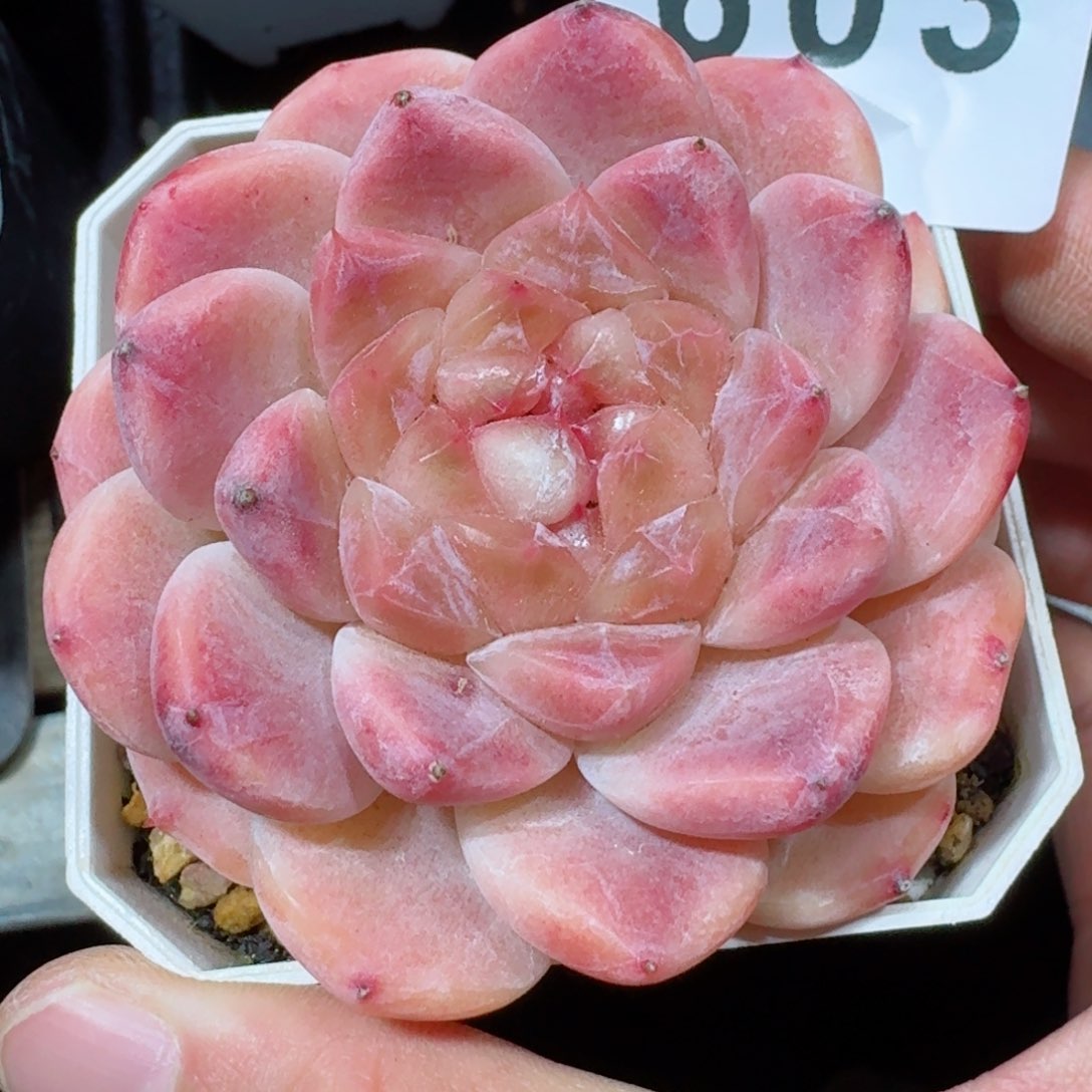 草莓冰魄         精品多肉