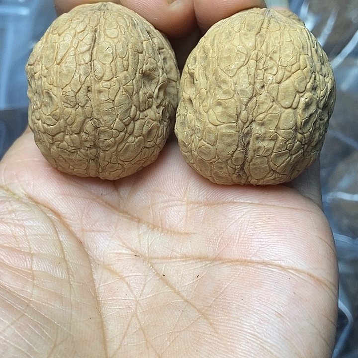 把件文玩核桃云南铁核桃基地12