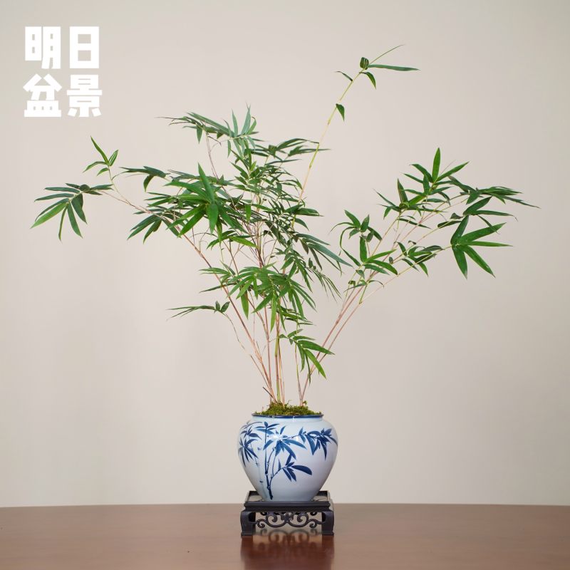 国风青花盆室内观赏竹红观音竹超级好养颜值高国潮绿植